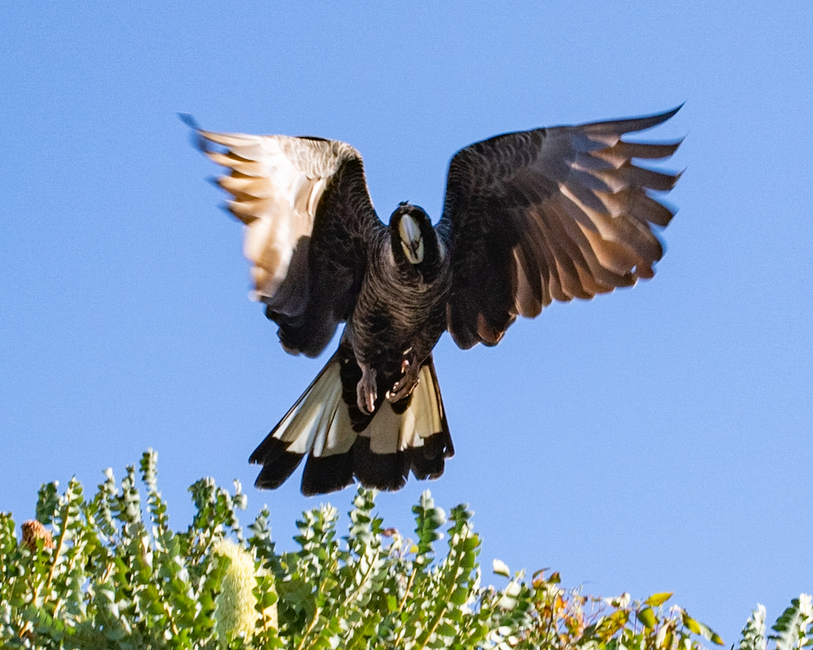 Coming in for landing!  Australia,Geotagged,Spring,Zanda baudinii,baudins black cockatoo