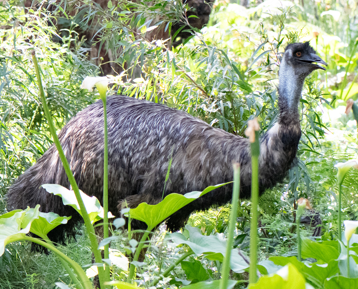 Emu This emu had 3 chicks-unfortunately only had a macro lens!  Australia,Dromaius novaehollandiae,Emu,Geotagged,Spring