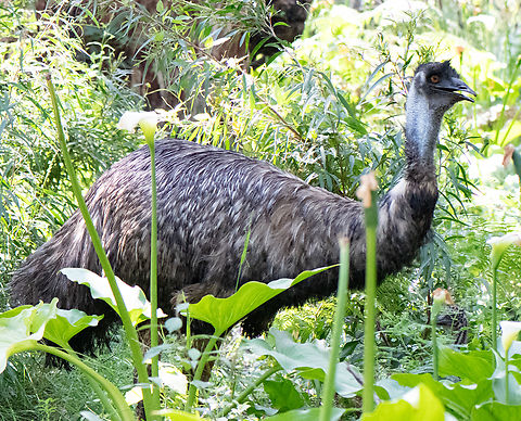 Emu This emu had 3 chicks-unfortunately only had a macro lens!  Australia,Dromaius novaehollandiae,Emu,Geotagged,Spring