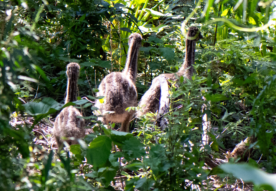 Emu chicks Not exactly small are they! Australia,Dromaius novaehollandiae,Emu,Fall,Geotagged,Spring