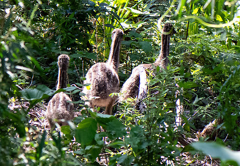 Emu chicks Not exactly small are they! Australia,Dromaius novaehollandiae,Emu,Fall,Geotagged,Spring