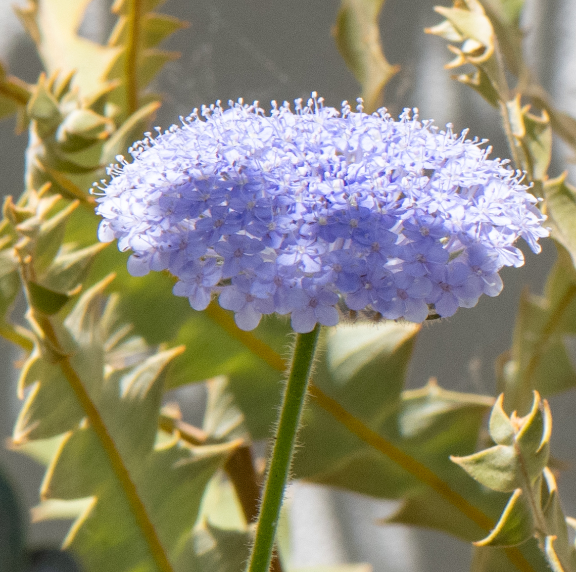 Rottnest Island Daisy  Australia,Geotagged,Spring,Trachymene coerulea,trachymene coerulea