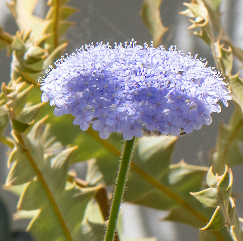 Rottnest Island Daisy  Australia,Geotagged,Spring,Trachymene coerulea,trachymene coerulea