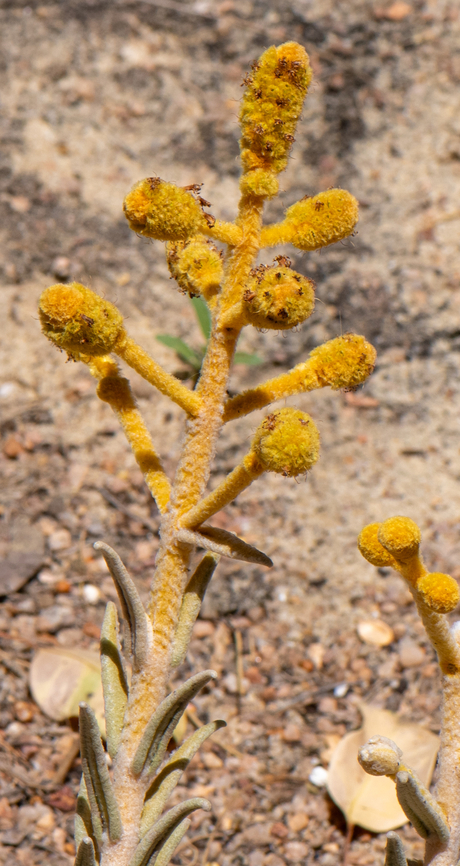 Apatelantha insignis  Apatelantha insignis,Australia,Geotagged,Spring
