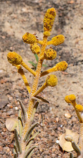 Apatelantha insignis  Apatelantha insignis,Australia,Geotagged,Spring