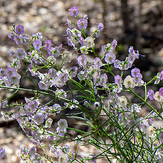 Cyanostegia angustifolia Tinsel Flower! Australia,Cyanostegia angustifolia,Geotagged,Spring