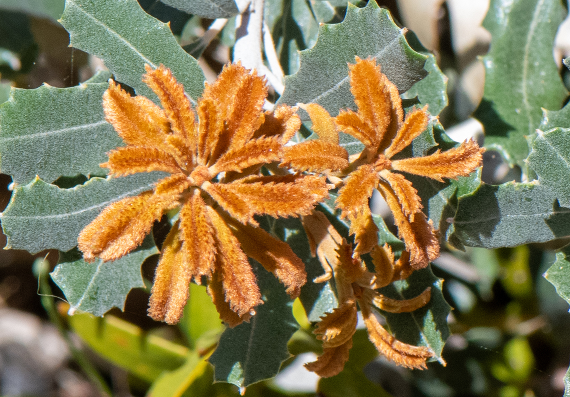 Banksia epica  Australia,Banksia epica,Geotagged,Spring,banksia epica