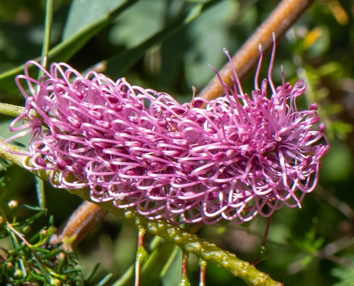 Grevillea Grevillea is the third largest genus of Australian flowering plants with over 357 species.<br />
All but seven are endemic to Australia with a small amount found in New Guinea and Indonesia. Australia,Geotagged,Grevillea rogersoniana,Spring,grevillea rogersoniana