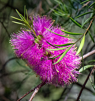 Melaleuca  Australia,Geotagged,Melaleuca fulgens,Scarlet honey myrtle,Spring