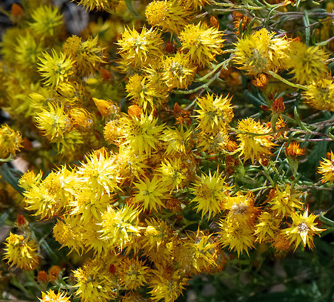 Orange Immortelle