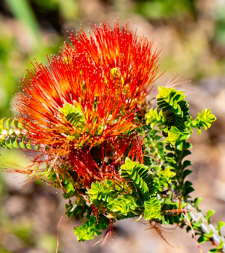 Sand bottlebrush  Australia,Beaufortia  squarrosa,Geotagged,Sand bottlebrush,Spring
