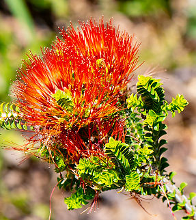 Sand bottlebrush  Australia,Beaufortia  squarrosa,Geotagged,Sand bottlebrush,Spring