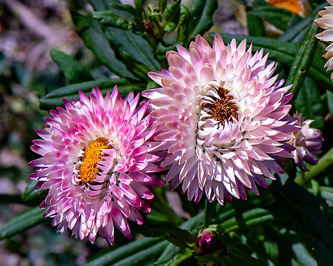 Paper daisy These really do feel like paper! Australia,Geotagged,Pink and white everlasting,Rhodanthe chlorocephala,Spring