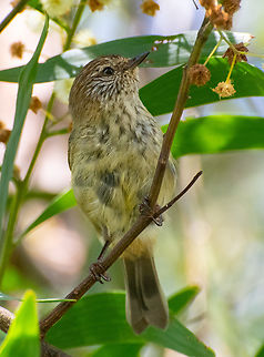 Thornbill In isolation at the moment so trying to capture a few backyard birds! Acanthiza lineata,Australia,Geotagged,Striated thornbill,Summer