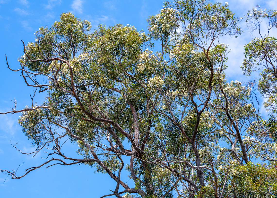 Bloodwood Bloodwoods are flowering at present and are attracting many species of birds however we have had excessive rain and the health of all the Eucalypts in the area have become woody and losing quite a bit of foliage. We are not sure what is causing this. Australia,Corymbia gummifera,Geotagged,Red bloodwood,Summer