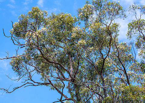 Bloodwood Bloodwoods are flowering at present and are attracting many species of birds however we have had excessive rain and the health of all the Eucalypts in the area have become woody and losing quite a bit of foliage. We are not sure what is causing this. Australia,Corymbia gummifera,Geotagged,Red bloodwood,Summer