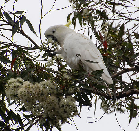Feasting on the bloodwood blossoms.  Australia,Cacatua galerita,Geotagged,Sulphur-crested Cockatoo,Summer