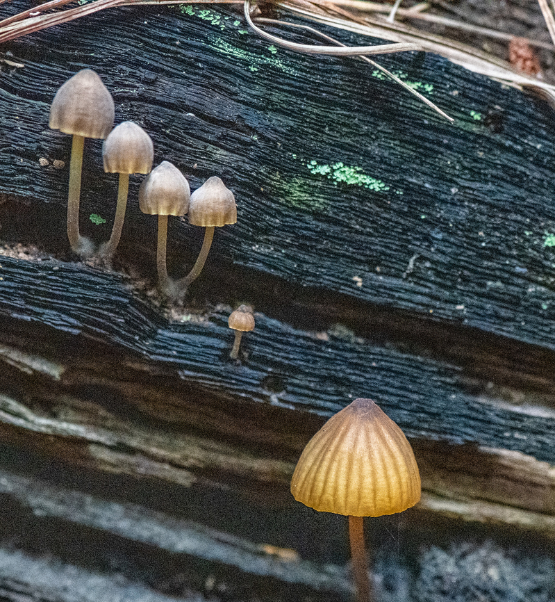 Fairy Ink Cap  Australia,Coprinellus disseminatus,Fall,Geotagged