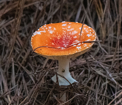 Fly agaric  Amanita muscaria,Australia,Fall,Fly agaric,Geotagged