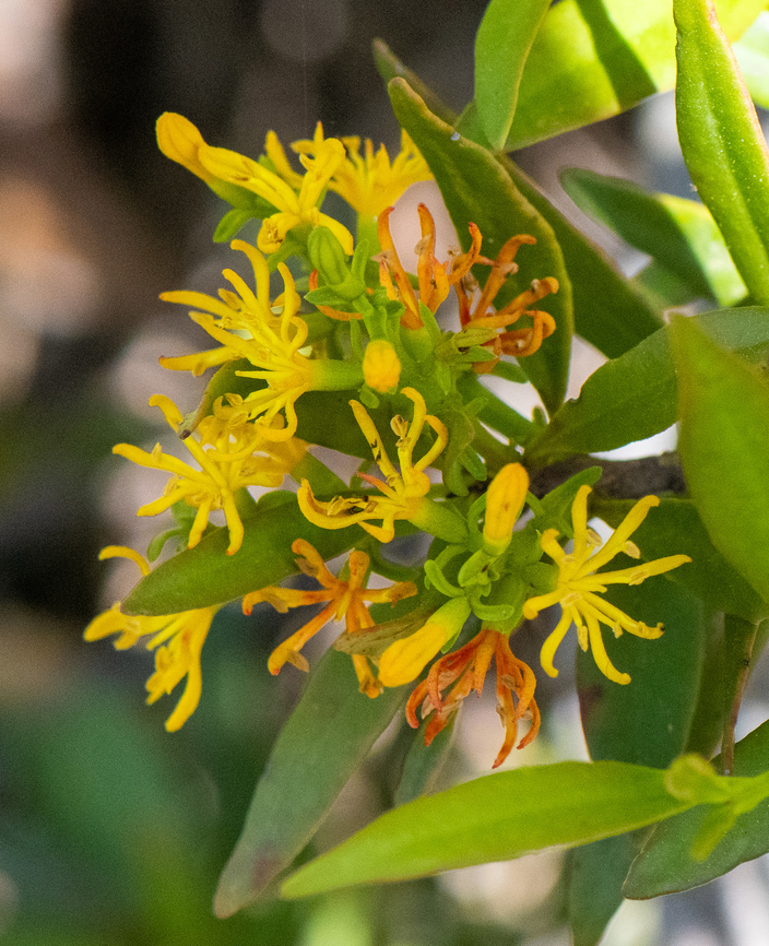 Rare Mistletoe- Louisa's Mistletoe We were very fortunate to spot this rare plant! today! We found 3 locations where it was flowering. Interestingly, they were all flowering next to an Old Man Banksia Serrata.<br />
Atkinsonia ligustrina is unusual in that it is the only one of this group that is terrestrial, and not epiphytic. It is a hemiparasite on the roots of neighbouring trees and shrubs: it obtains nutrients from them, but its own leaves make chlorophyll. Atkinsonia ligustrina is classified a rare plant, ROTAP 2RCa, which means that it has a maximum geographic range of less than 100 km, that it is rare, that it occurs in a National Park, and that it is adequately conserved.<br />
Atkinsonia,Atkinsonia ligustrina,Australia,Geotagged,Spring