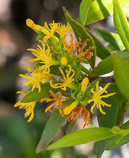 Rare Mistletoe- Louisa's Mistletoe We were very fortunate to spot this rare plant! today! We found 3 locations where it was flowering. Interestingly, they were all flowering next to an Old Man Banksia Serrata.
Atkinsonia ligustrina is unusual in that it is the only one of this group that is terrestrial, and not epiphytic. It is a hemiparasite on the roots of neighbouring trees and shrubs: it obtains nutrients from them, but its own leaves make chlorophyll. Atkinsonia ligustrina is classified a rare plant, ROTAP 2RCa, which means that it has a maximum geographic range of less than 100 km, that it is rare, that it occurs in a National Park, and that it is adequately conserved.
 Atkinsonia,Atkinsonia ligustrina,Australia,Geotagged,Spring