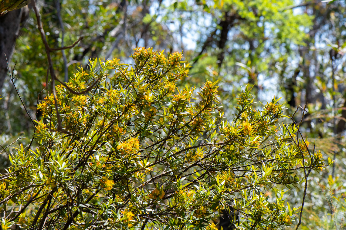Louisa's Mistletoe  Atkinsonia,Atkinsonia ligustrina,Australia,Geotagged,Spring