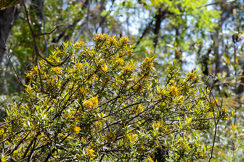 Louisa's Mistletoe  Atkinsonia,Atkinsonia ligustrina,Australia,Geotagged,Spring