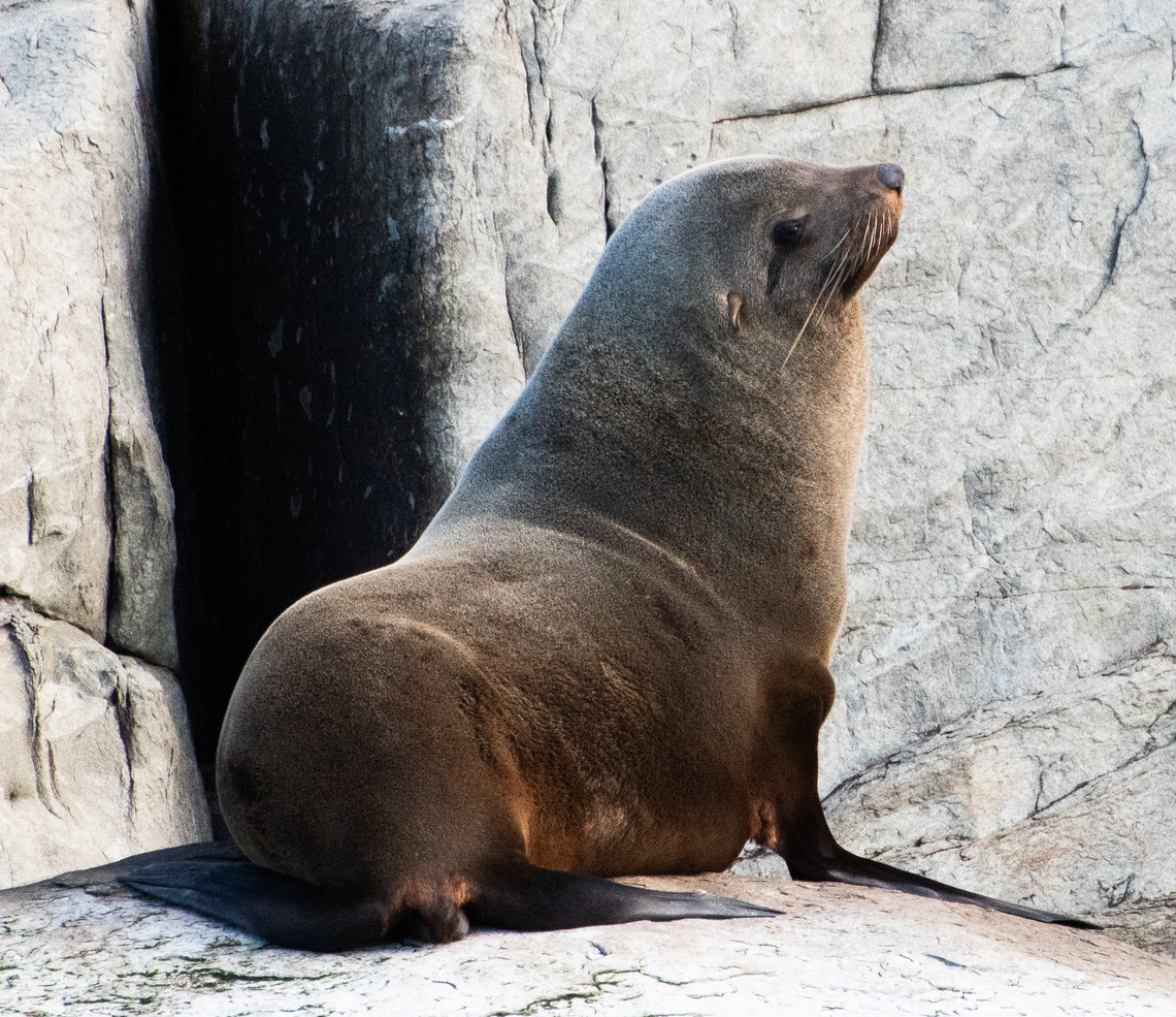 Fur seal  Arctocephalus forsteri,Australia,Australian fur seal,Geotagged,Winter