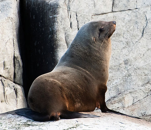 Fur seal  Arctocephalus forsteri,Australia,Australian fur seal,Geotagged,Winter