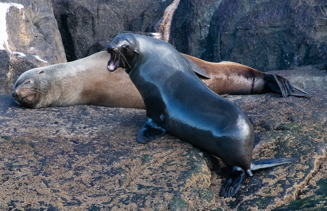 Australian Fur Seal This one has just returned from catching fish! Arctocephalus forsteri,Arctocephalus pusillus,Australia,Australian fur seal,Brown fur seal,Geotagged,Winter
