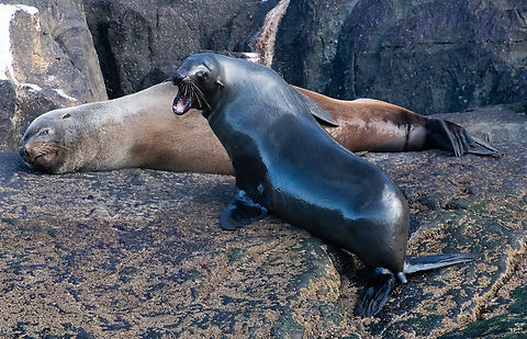 Australian Fur Seal This one has just returned from catching fish! Arctocephalus forsteri,Arctocephalus pusillus,Australia,Australian fur seal,Brown fur seal,Geotagged,Winter