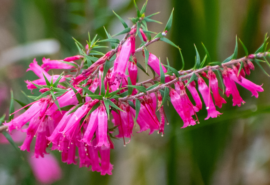 Heath  Australia,Common heath,Epacris impressa,Geotagged,Winter