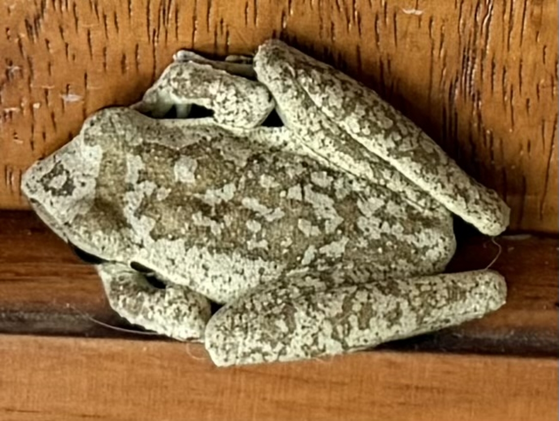 Also known as the Superb collared frog Having a rest on the front door! Port Douglas,Ranoidea  brevipes,Short-footed frog,far north queensland