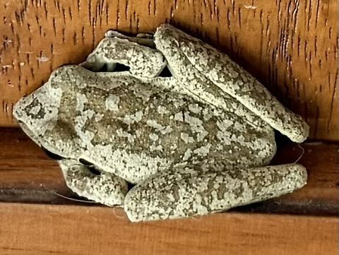 Also known as the Superb collared frog Having a rest on the front door! Port Douglas,Ranoidea  brevipes,Short-footed frog,far north queensland