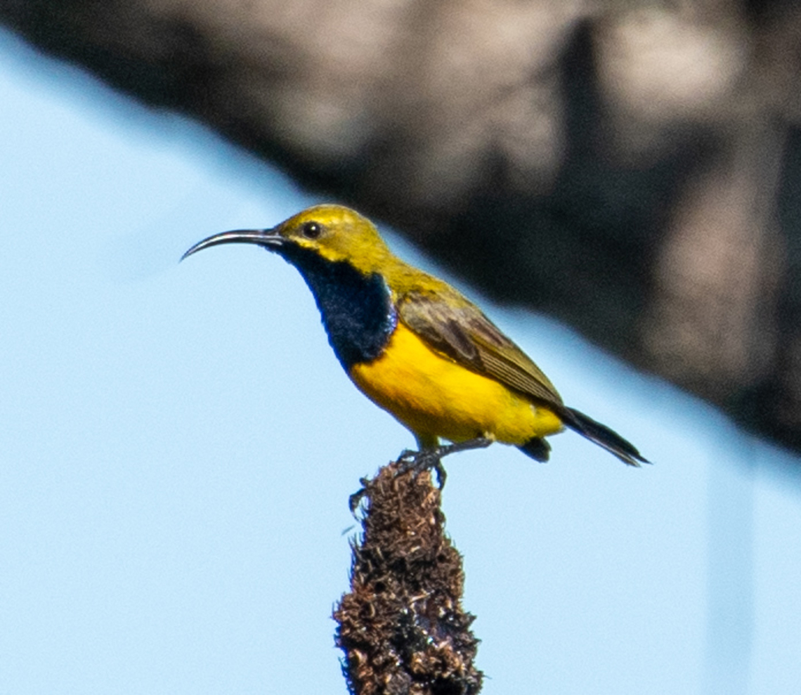 Sunbird  Australia,Cinnyris jugularis,Far North Queensland,Geotagged,Miallo,Olive-backed sunbird,Summer