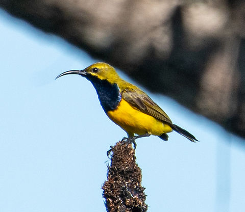 Sunbird  Australia,Cinnyris jugularis,Far North Queensland,Geotagged,Miallo,Olive-backed sunbird,Summer