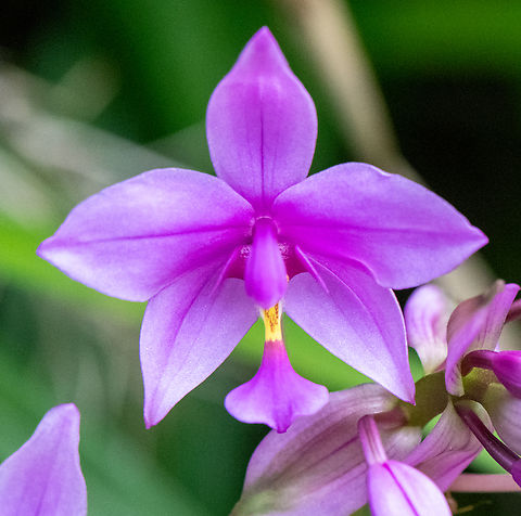 Large purple orchid  Australia,Geotagged,Philippine Ground Orchid,Spathoglottis plicata,Summer