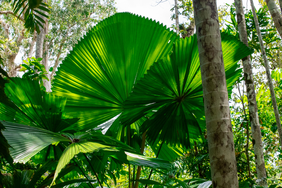 Australian fan palm Fan palms are great absorbers of sunlight. Their large circular splayed fronds each up to 2 metres in diameter reach 15-20 metres into the canopy.<br />
Few plant species are able to survive in oxygen poor waterlogged soil but fan palms thrive. <br />
Their shallow roots allow them to absorb surface water and nutrients easily. Australia,Australian fan palm,Geotagged,Licuala ramsayi,Summer