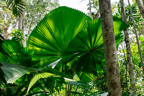 Australian fan palm Fan palms are great absorbers of sunlight. Their large circular splayed fronds each up to 2 metres in diameter reach 15-20 metres into the canopy.
Few plant species are able to survive in oxygen poor waterlogged soil but fan palms thrive. 
Their shallow roots allow them to absorb surface water and nutrients easily. Australia,Australian fan palm,Geotagged,Licuala ramsayi,Summer
