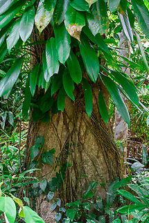 Needle berry Very dense large leaves envelop the trees in their quest for sunlight.
The roots sprouting from their stems are sometimes used to climb while others are sent to the rainforest floor to gather water and nutrients.
The fruit is yellow and soft but the berries are inedible due to the irritant like crystals. Australia,Geotagged,Needle berry,Rhaphidophora australasica,Summer