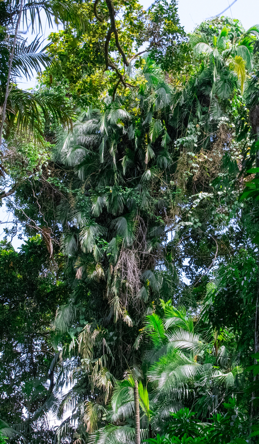 Ancient giants This species of Cyads are thought to be the tallest in the world. Cyads first appeared along with the dinasours over 230 million years ago. Species like Hopes Cyads have changed little from their ancient ancestors.<br />
Cassowaries, musky rat kangaroos and white tailed rats eat the red seeds and spread them throughout the rainforest. Australia,Geotagged,Hopes cycad,Lepidozamia hopei,Summer