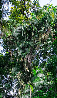 Ancient giants This species of Cyads are thought to be the tallest in the world. Cyads first appeared along with the dinasours over 230 million years ago. Species like Hopes Cyads have changed little from their ancient ancestors.
Cassowaries, musky rat kangaroos and white tailed rats eat the red seeds and spread them throughout the rainforest. Australia,Geotagged,Hopes cycad,Lepidozamia hopei,Summer