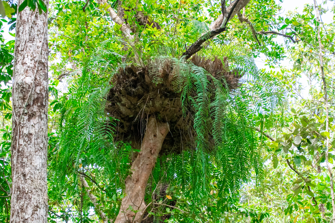 Basket fern They have two distinct kind of fronds. Long green fronds carry the spores for reproduction and photosynthesis. Short brown fronds protect the root system and gather nutrients.<br />
They are home to snakes, birds, frogs and insects and sometimes other plants germinate in the nutrient rich basket. Aglaomorpha rigidula,Australia,Basket fern,Geotagged,Summer