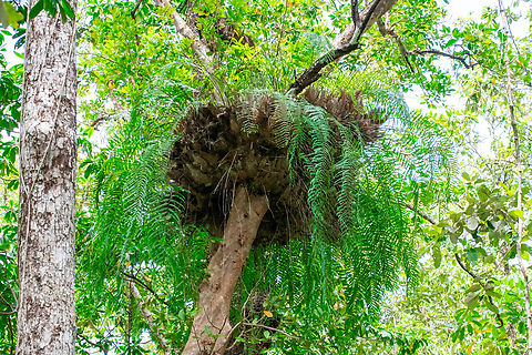 Basket fern They have two distinct kind of fronds. Long green fronds carry the spores for reproduction and photosynthesis. Short brown fronds protect the root system and gather nutrients.
They are home to snakes, birds, frogs and insects and sometimes other plants germinate in the nutrient rich basket. Aglaomorpha rigidula,Australia,Basket fern,Geotagged,Summer
