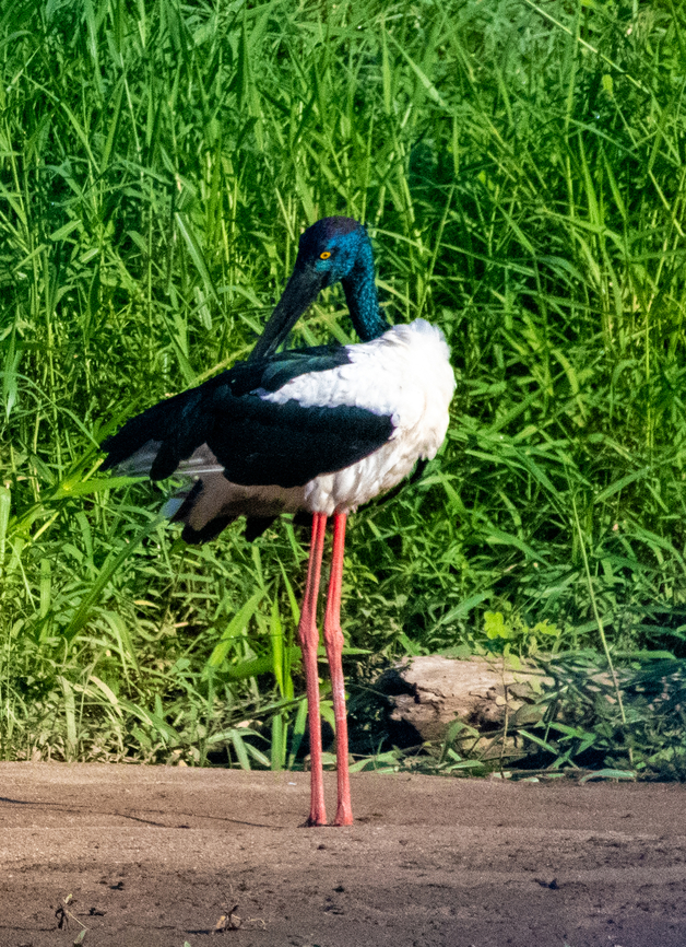 Black necked stork-e.a Australis This single sub species is found only in Australia and Papua New Guinea.The female has a yellow eye.They are locally known as Jabiru. Australia,Black-necked Stork,Ephippiorhynchus asiaticus,Geotagged,Summer