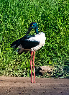 Black necked stork-e.a Australis This single sub species is found only in Australia and Papua New Guinea.The female has a yellow eye.They are locally known as Jabiru. Australia,Black-necked Stork,Ephippiorhynchus asiaticus,Geotagged,Summer