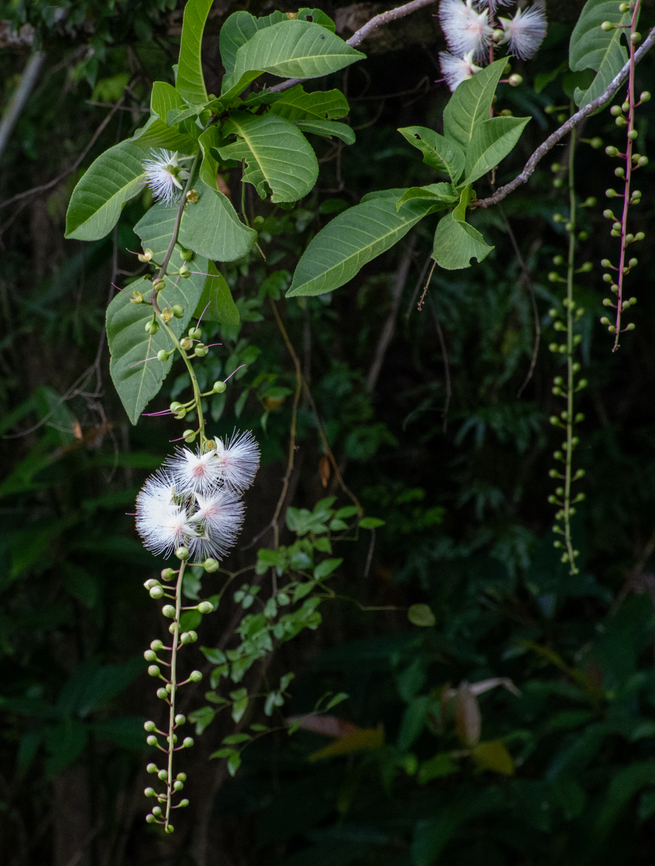 Freshwater mangrove  Australia,Barringtonia racemosa,Geotagged,Summer