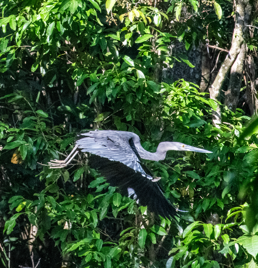 White faced heron Early morning on the Daintree river. Australia,Egretta novaehollandiae,Geotagged,Summer,White-faced Heron