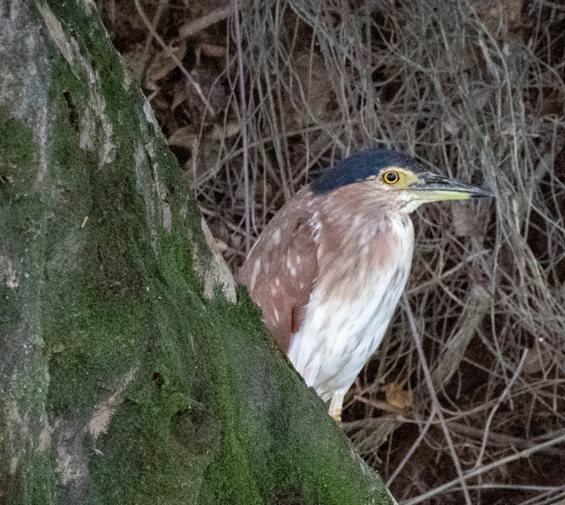 Rufous Night Heron These are native to Australia although found further north in Pacific islands. Australia,Geotagged,Nankeen night heron,Nycticorax caledonicus,Summer