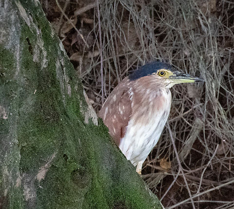 Rufous Night Heron These are native to Australia although found further north in Pacific islands. Australia,Geotagged,Nankeen night heron,Nycticorax caledonicus,Summer